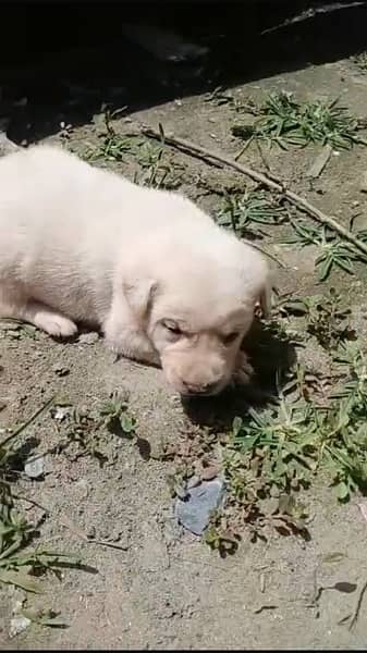Labrador puppy 1
