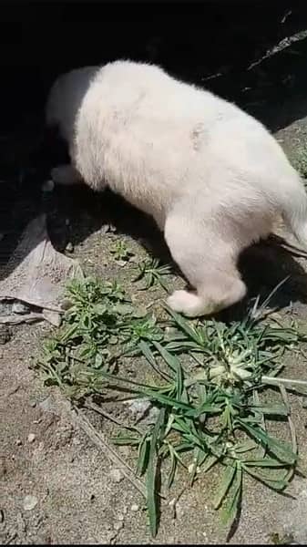 Labrador puppy 3