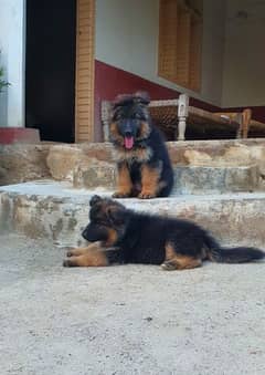 2 month pup gsd for new home mial and femail