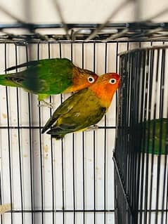 Selling my few lovebirds pair and cages