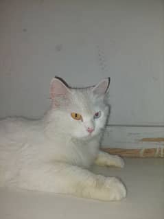 Persian cate in ode eyes white color poti train