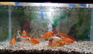aquarium with goldfish and bluegourami