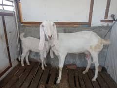 Goat white rajan pur