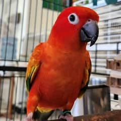 Sun Conure Red Factor  2 pieces Age 7 months  year Alhamdulillah