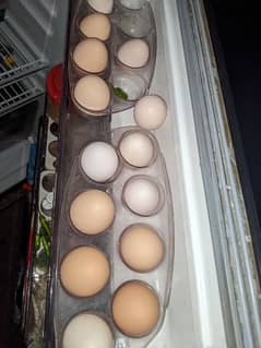Desi Eggs Pure