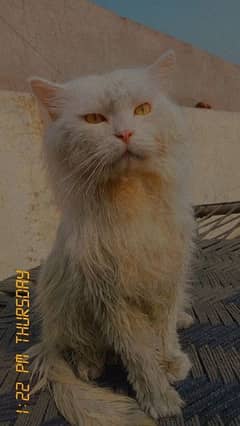 Persian cat For sale