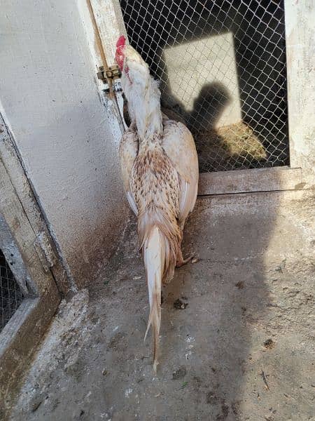 high quality aseel chicks breeder 13