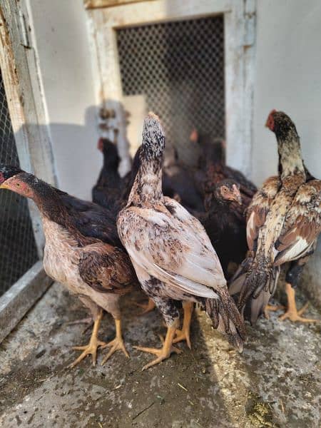 high quality aseel chicks breeder 15
