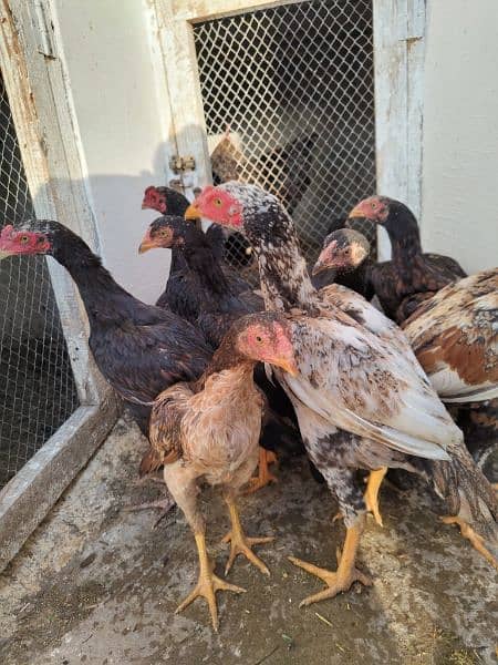 high quality aseel chicks breeder 16