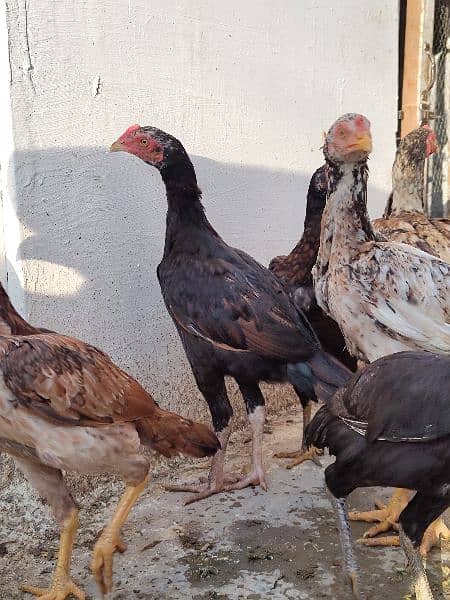 high quality aseel chicks breeder 19