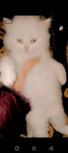 Persian cat blue Eyes 3 month age