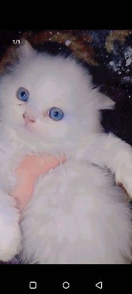 Persian cat blue Eyes 3 month age 1