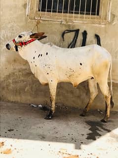 cholistani bachri / Bachri for sale / cow for sale