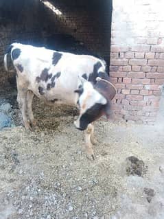 bull for sale. cot 03004990874