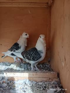 Santinety pigeons pair