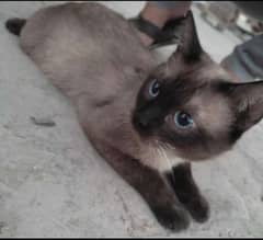 Siamese male available 0