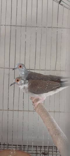 Pathay Pair of Diamond Pied Dove and Frill Back Pigeon Pair Available