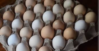 Fertile dessi eggs for sale