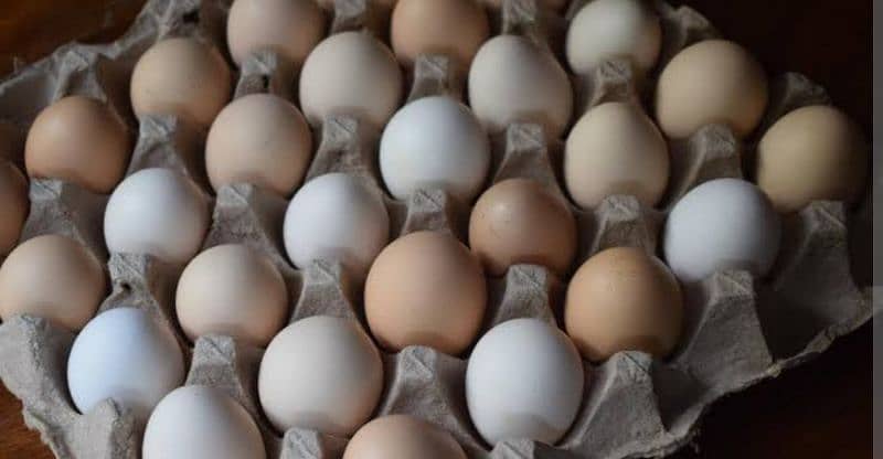 Fertile dessi eggs for sale 0