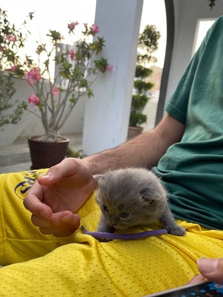 Pure Persian Kittens 0