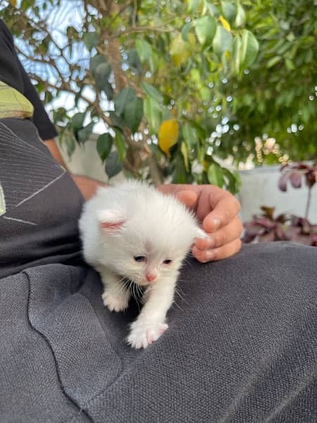 Pure Persian Kittens 3