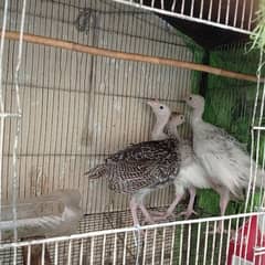 Turkey Chicks 2 Month age