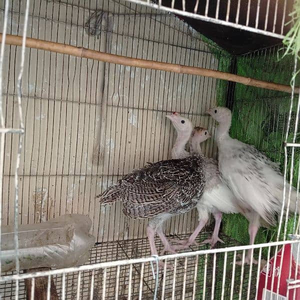 Turkey Chicks 2.5  Month age 0