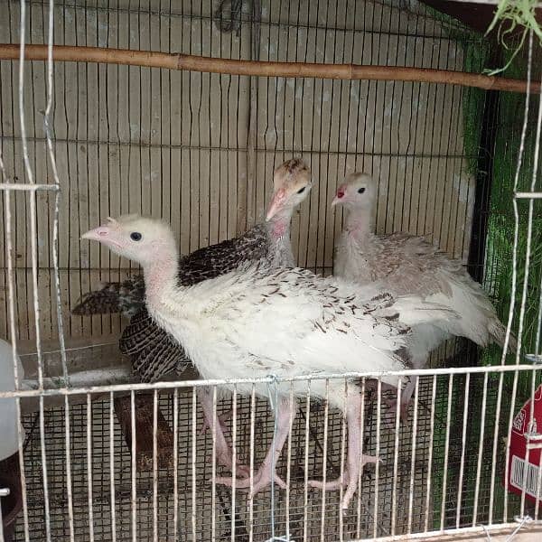 Turkey Chicks 2.5  Month age 2