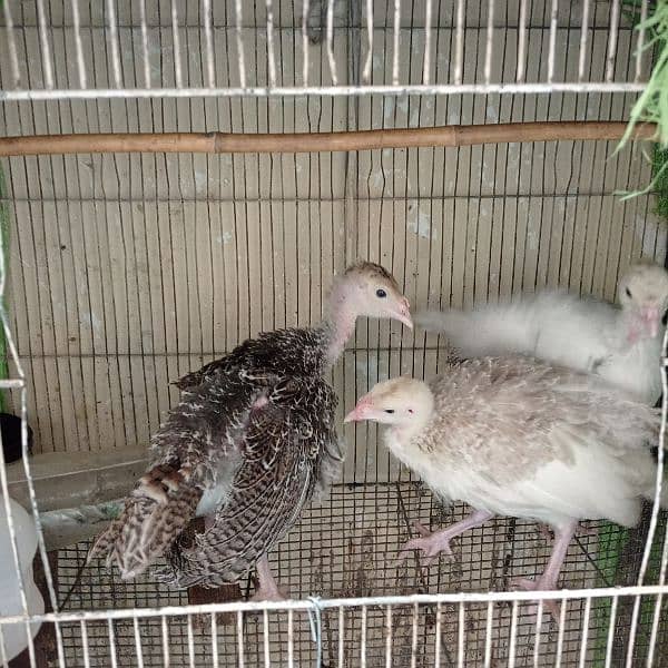 Turkey Chicks 2.5  Month age 3
