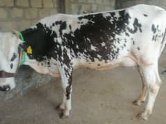 Dutch frezian cow for sale 0