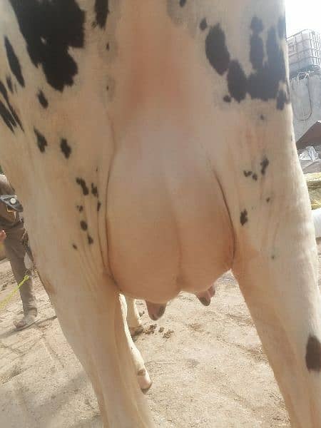 Dutch frezian cow for sale 1