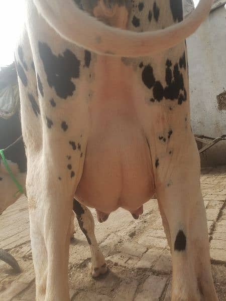 Dutch frezian cow for sale 2