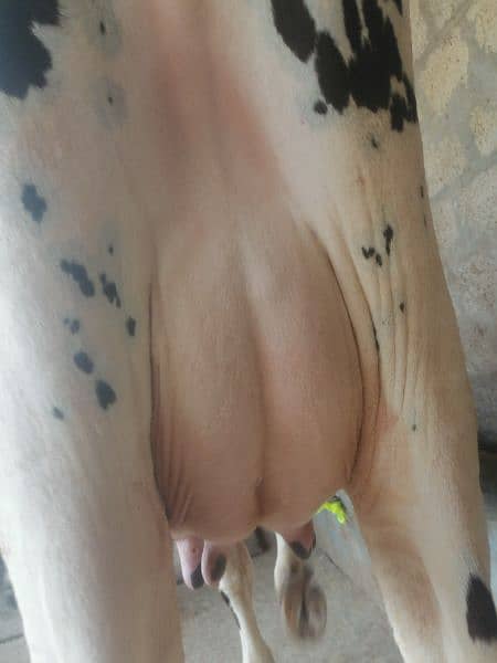 Dutch frezian cow for sale 3