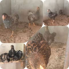 Wyandotte Breeder , Chicks & Molted Brahma Breeder & Chicks