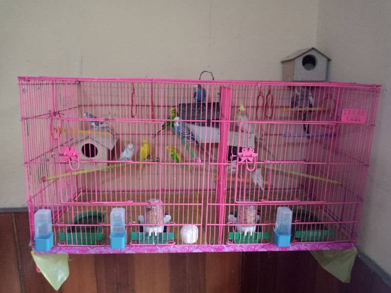 Birds with cage for sale 0
