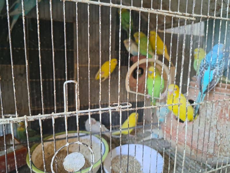 Australian parrots for sale 3