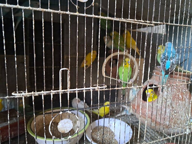 Australian parrots for sale 4
