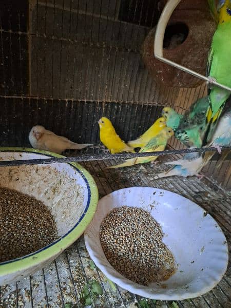 Australian parrots for sale 5