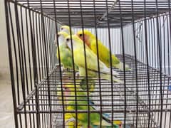 ĺovebirds for sale only Rs 4500/-