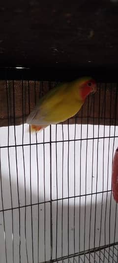 lutino male for sale aik parrot 2000 2 male 4000 0