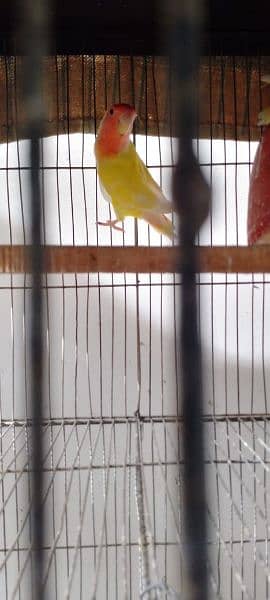 lutino male for sale aik parrot 2000 2 male 4000 1