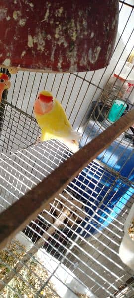 lutino male for sale aik parrot 2000 2 male 4000 2