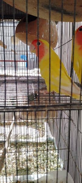 lutino male for sale aik parrot 2000 2 male 4000 3