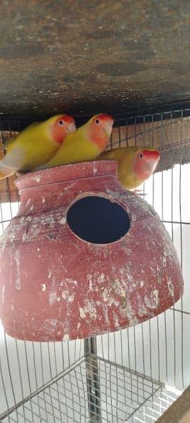 lutino male for sale aik parrot 2000 2 male 4000 4
