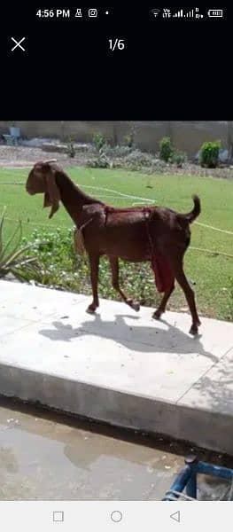 female goat for sale 2