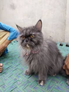 Persian cat pairs for sale