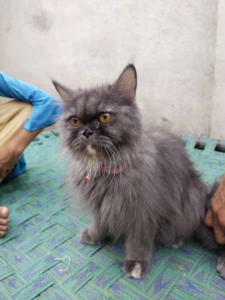 Persian cat pairs for sale 0