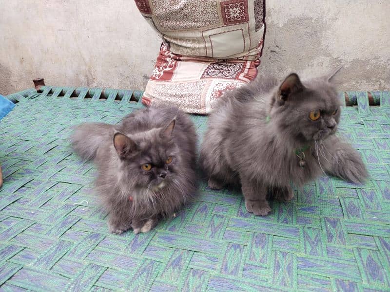 Persian cat pairs for sale 1