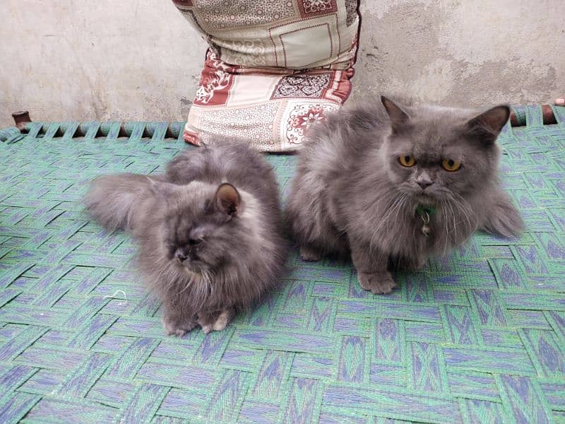 Persian cat pairs for sale 2