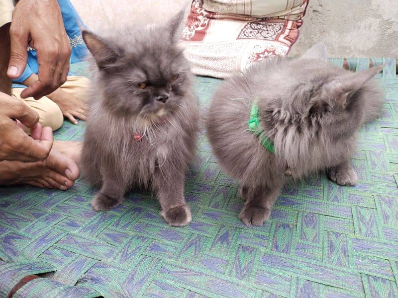 Persian cat pairs for sale 3